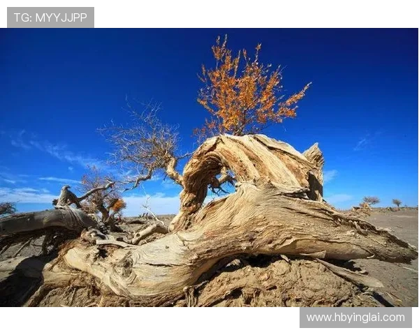 流浪者与标准烈日的较量在光影交错中展现生命的坚韧与希望